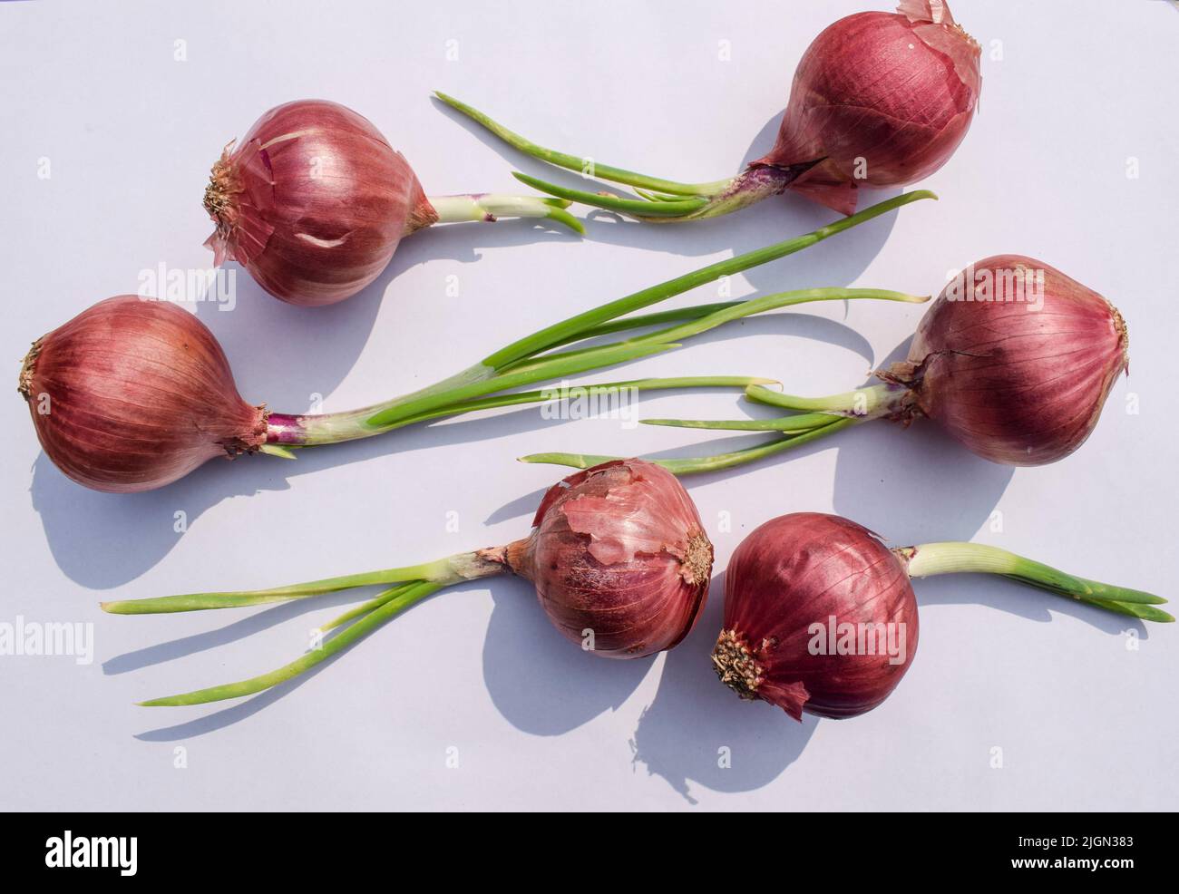 Purple Onion vegetable sprouting germinated vegetable. Onion vegetables asian in white background Stock Photo