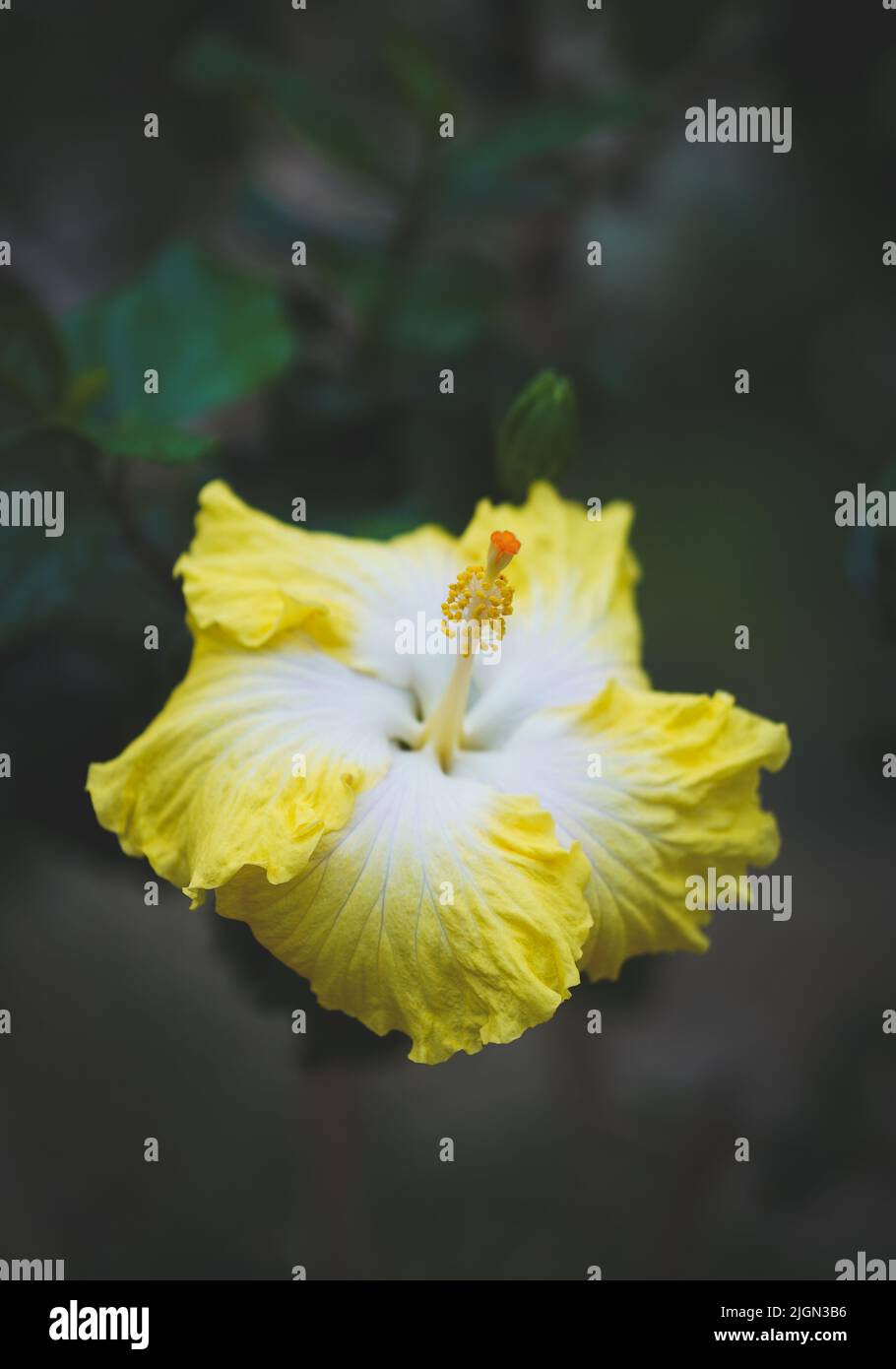 Close-up photo of blooming hawaiian hibiscus flower with yellow-white petal color Stock Photo
