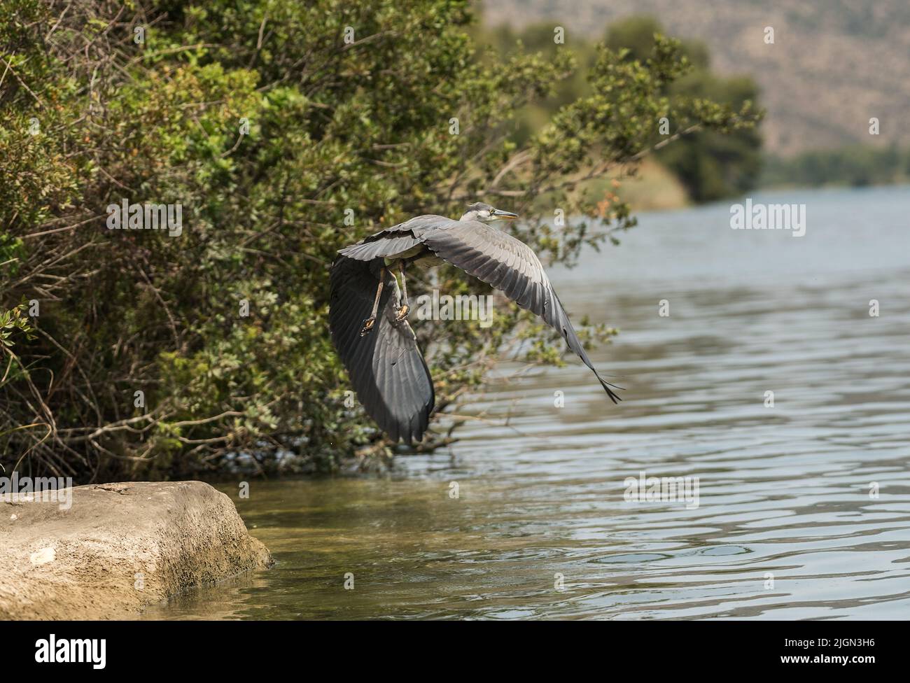 Gray Heron, Ardea cinerea, flying over Ribarroja reservoir, Aragon, Spain Stock Photo