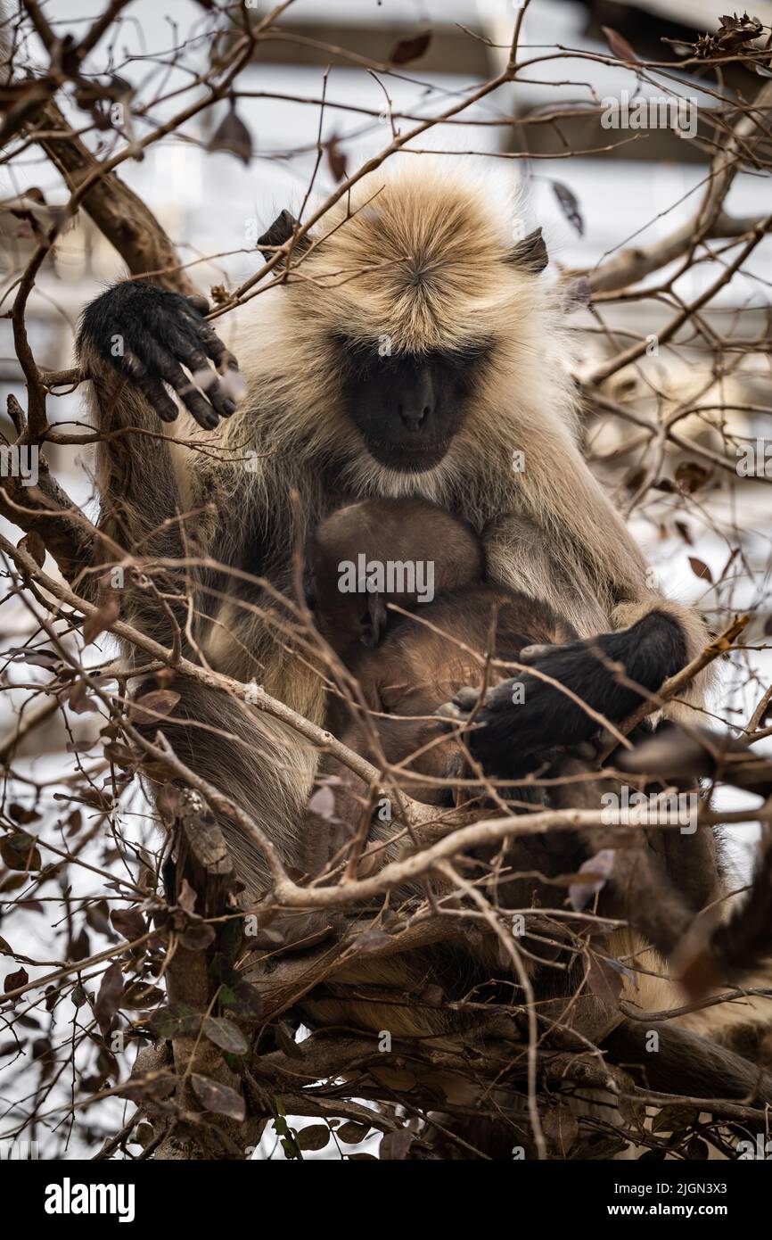 the loves of breastfeeding monkey Stock Photo