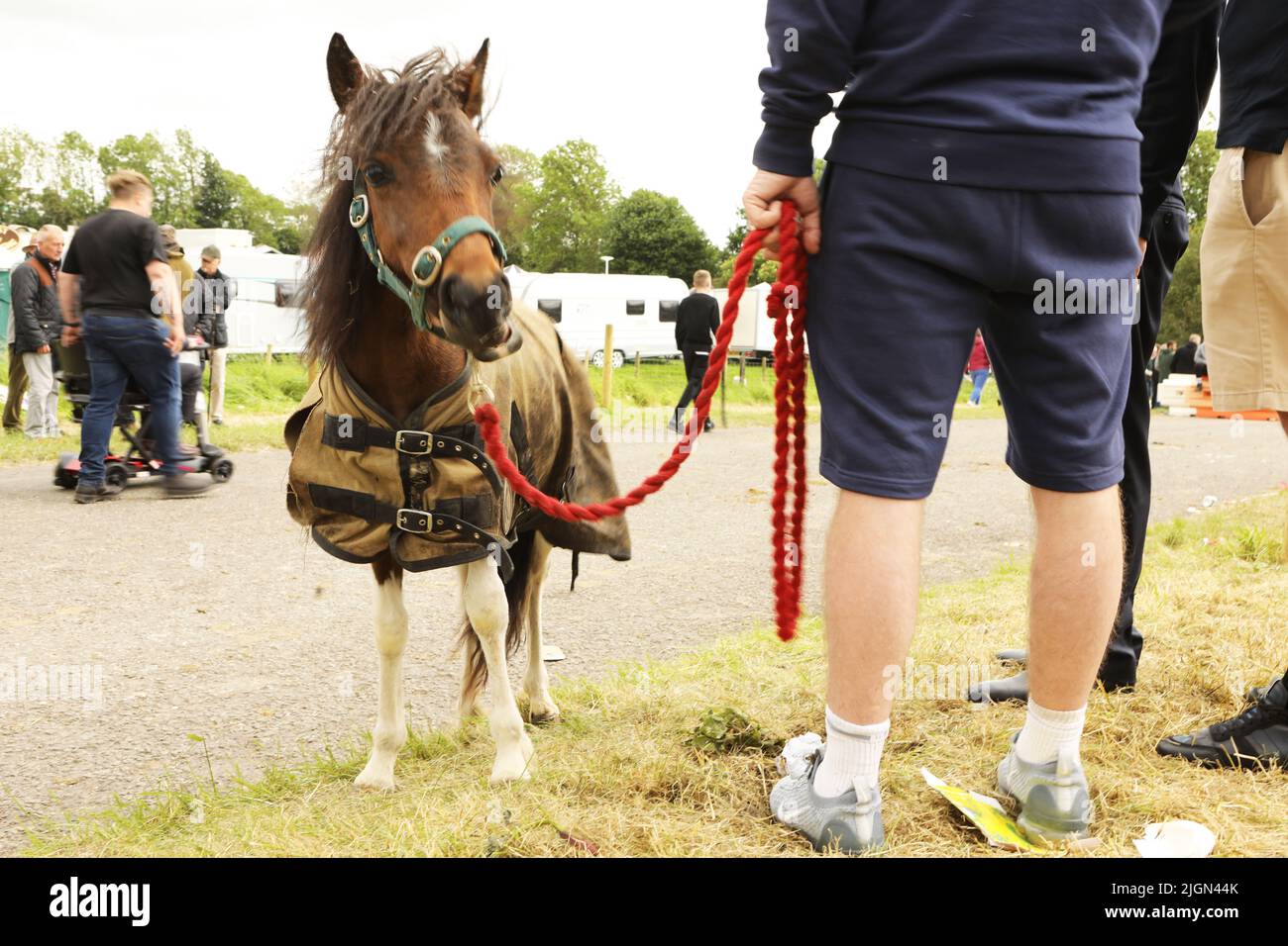A man leading a miniature horse wearing a rug, Appleby Horse Fair, Appleby in Westmorland, Cumbria Stock Photo