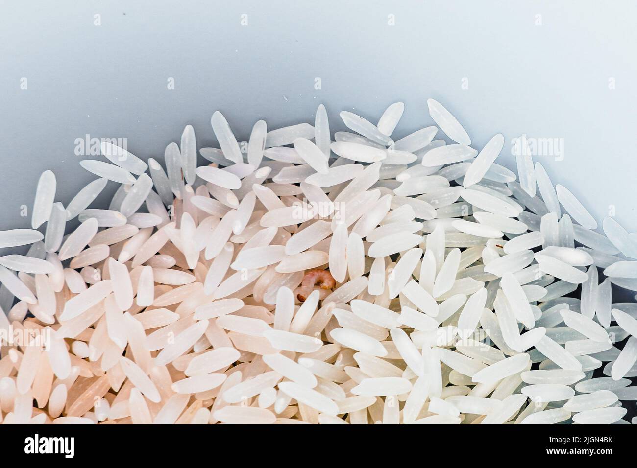 Indian flour moth hires stock photography and images Alamy