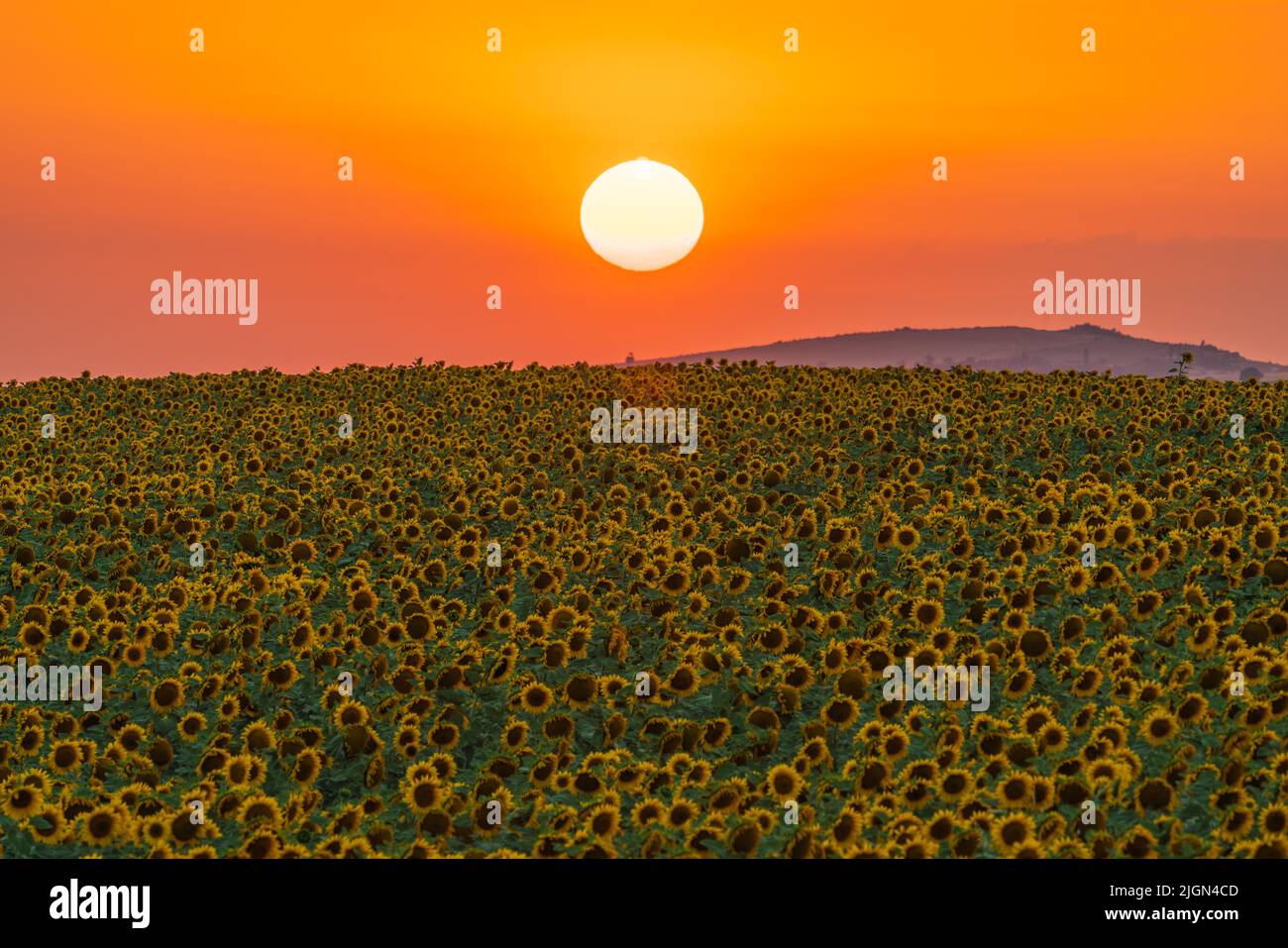 Sunflower field at sunset time Stock Photo
