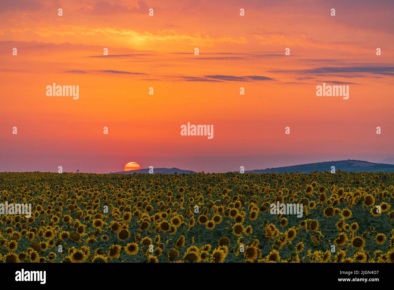 Sunflower field at sunset time Stock Photo