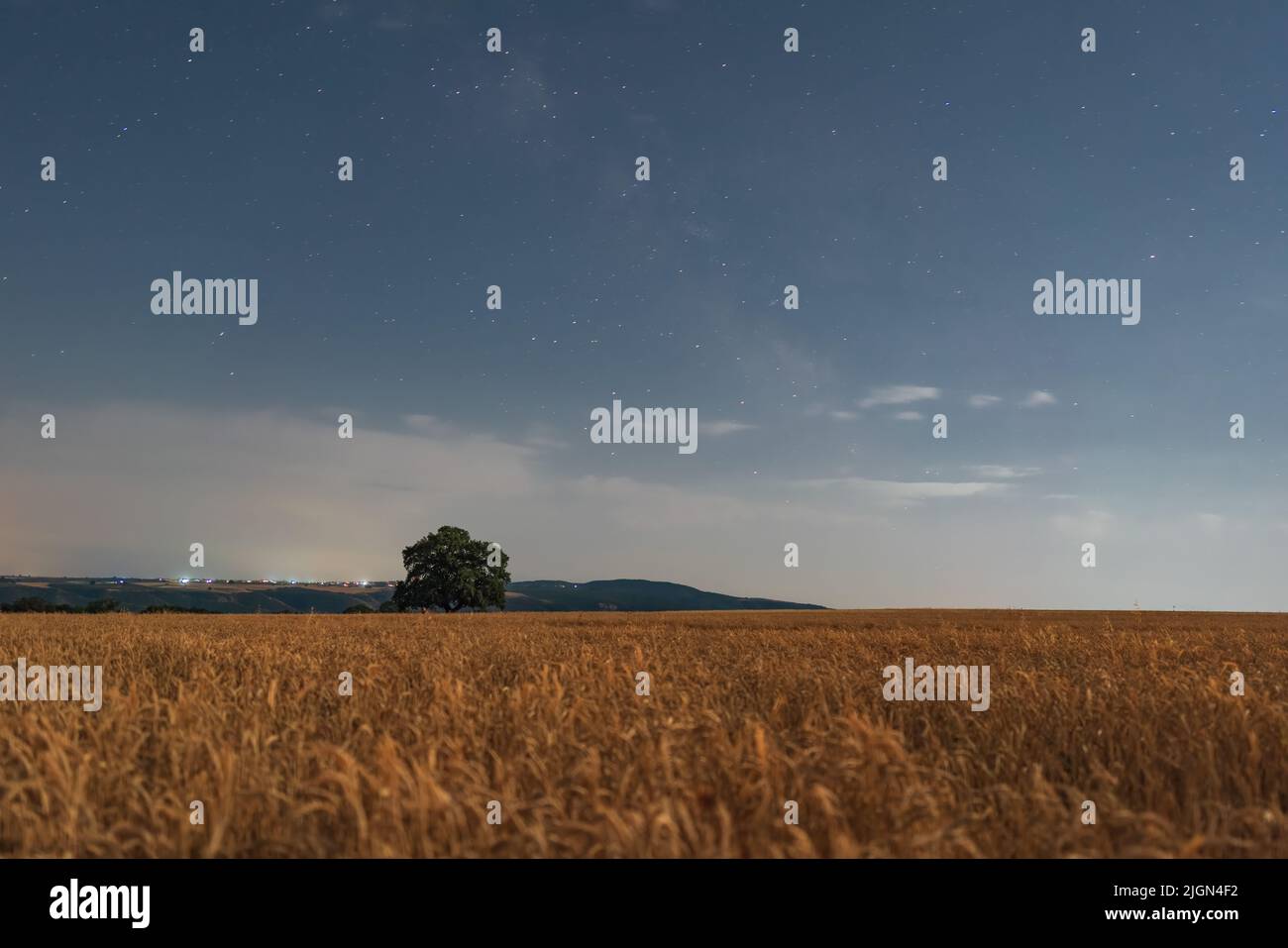 Old oak tree in a wheat field at night Stock Photo