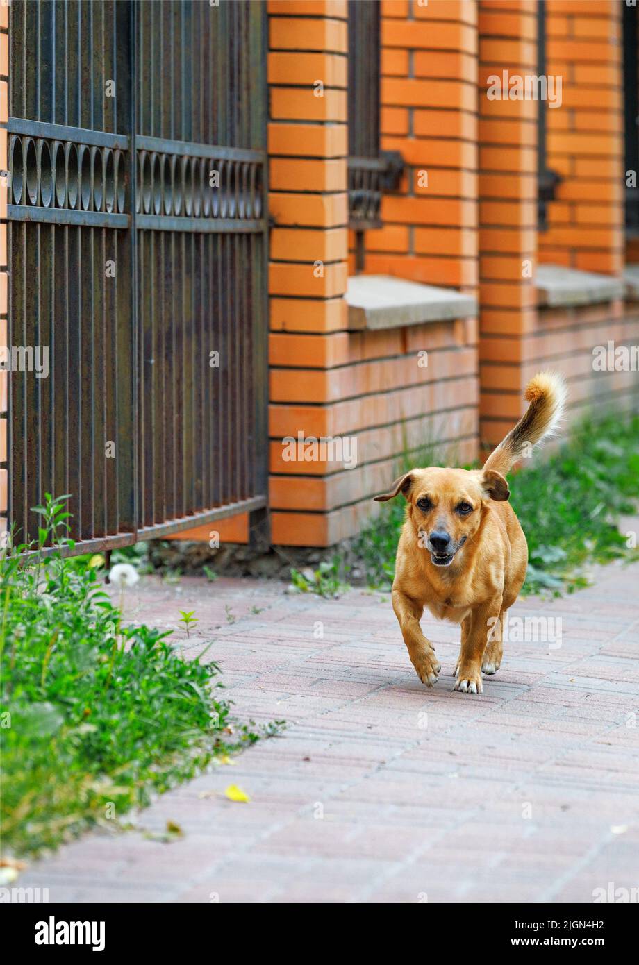In summer, a red-haired mongrel runs merrily along the sidewalk along the orange brick fence. Vertical image. Copy space. Stock Photo