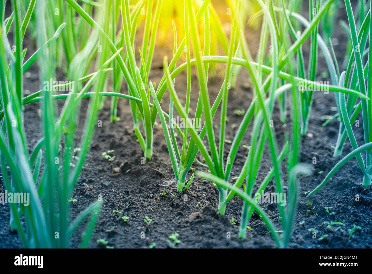 Green young growing onion grows in the garden bed Stock Photo Alamy