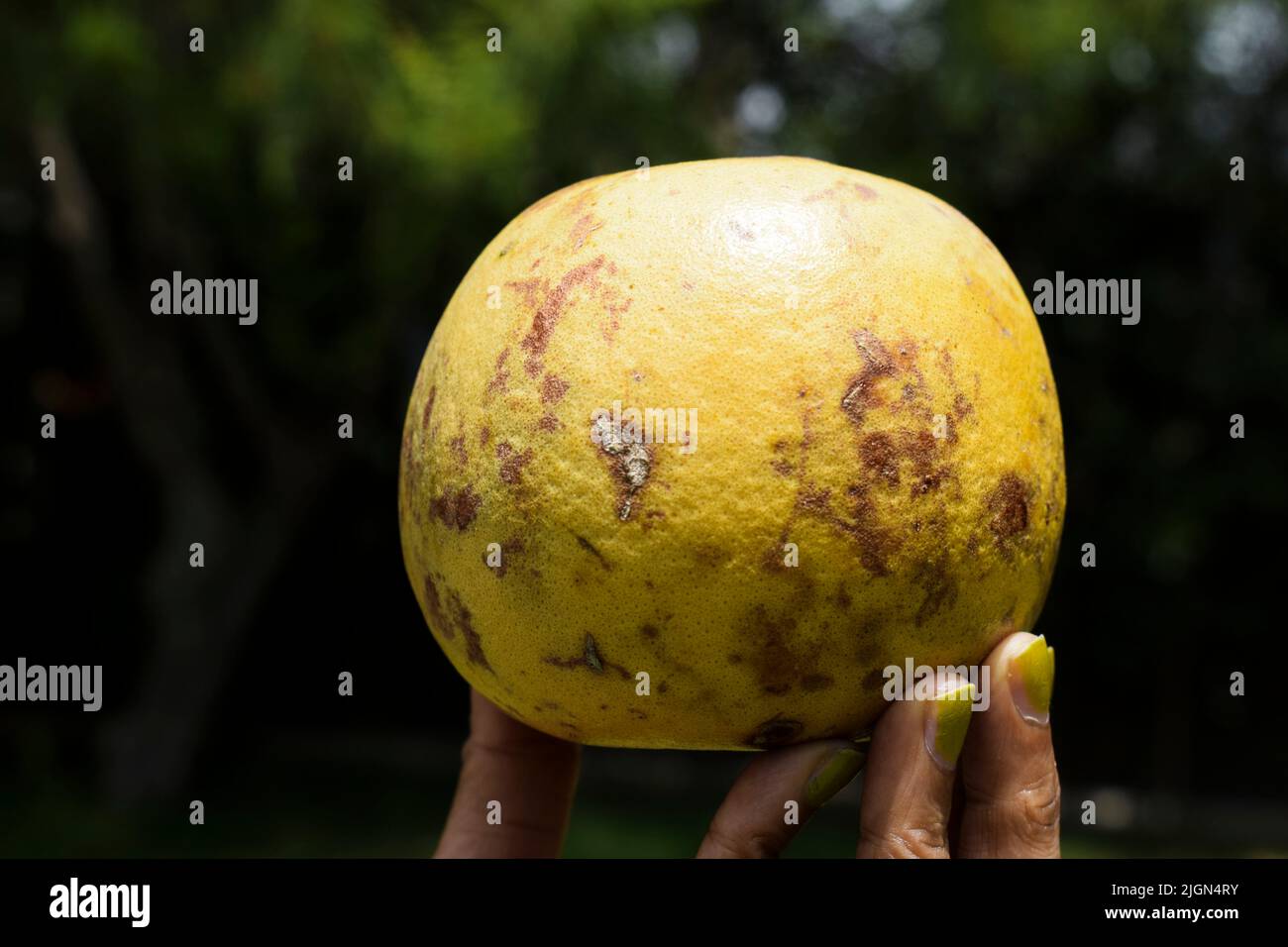 Bel juice hires stock photography and images Alamy