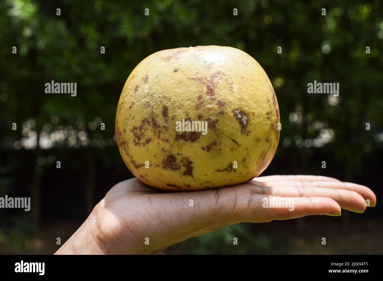 Indian bael or Bel fruit whole . Also known as wooden apple, golden