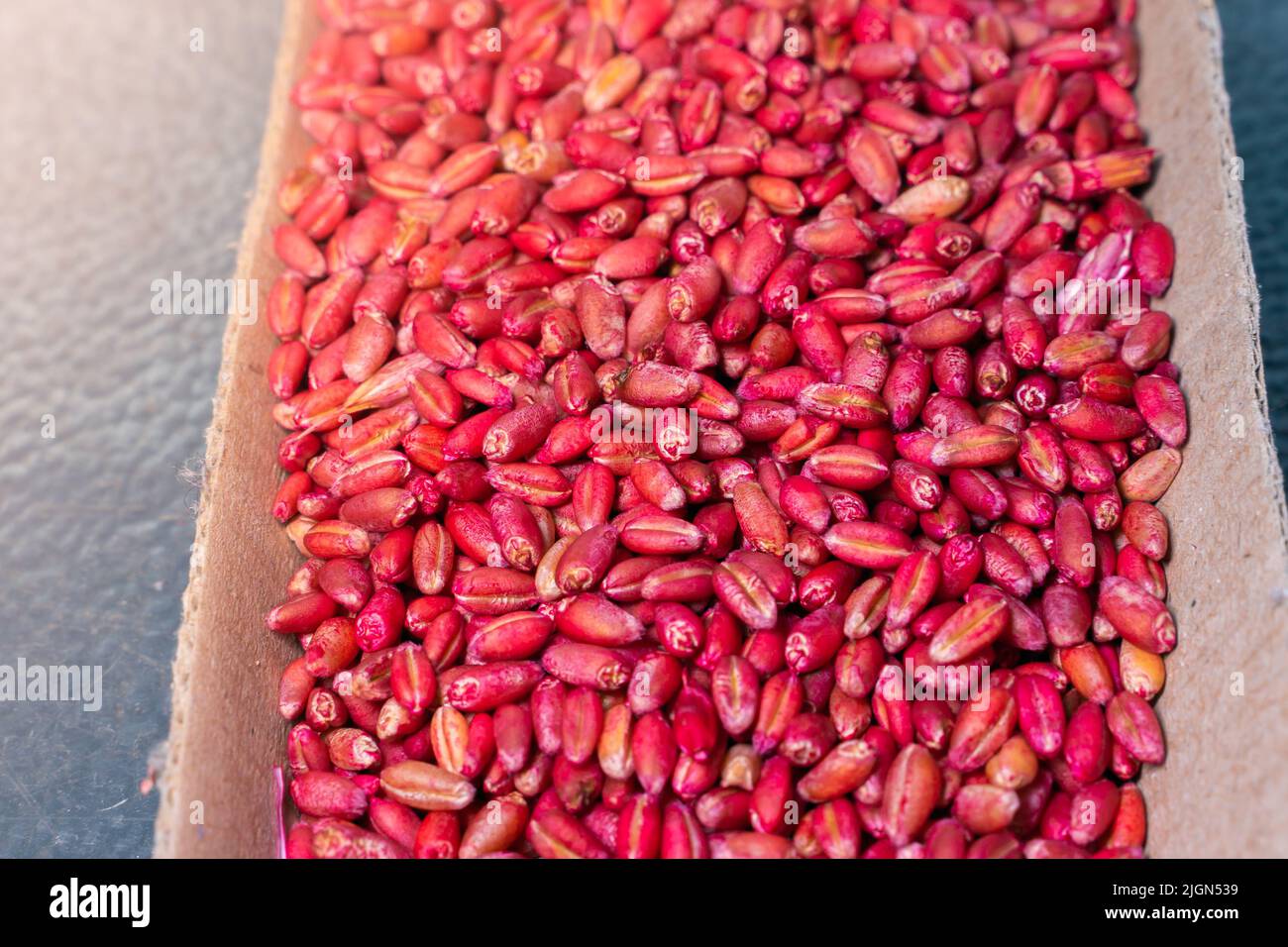 Wheat bait of red color for rodents close-up. Poison for house mice bright color Stock Photo