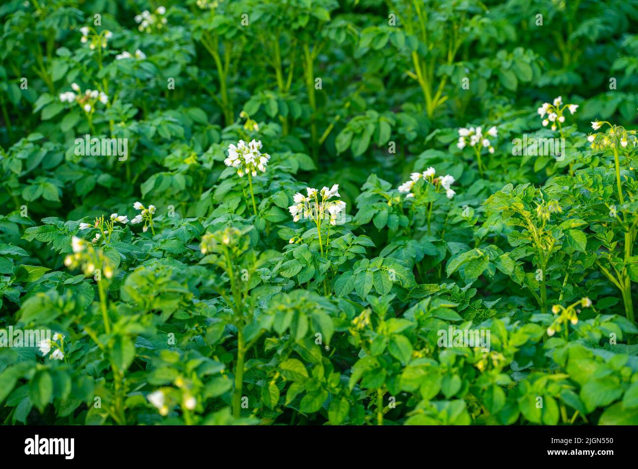 The process of flowering potatoes with white flowers Stock Photo Alamy