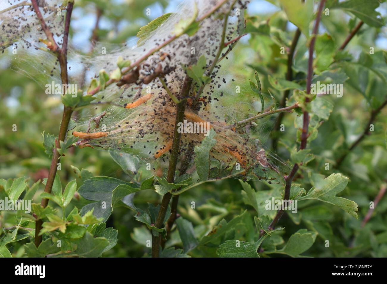 Social pear sawfly larvae (Neurotoma saltuum) on vegetation in Campbell Park, Milton Keynes. Stock Photo