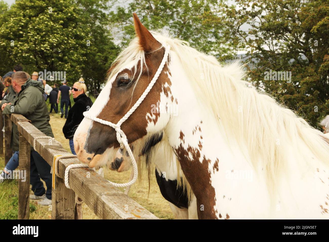 A coloured gypsy cob tethered to a wooden railing, Appleby Horse Fair, Appleby in Westmorland, Cumbria Stock Photo