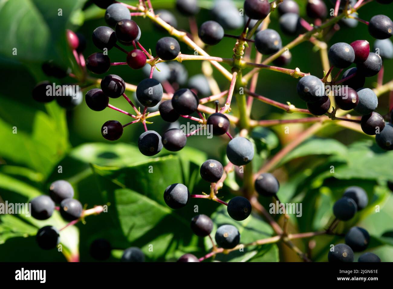 Fuchsia arborescens, Fruits, Fuchsia Fruit, Edible, Berries, Plant Stock Photo