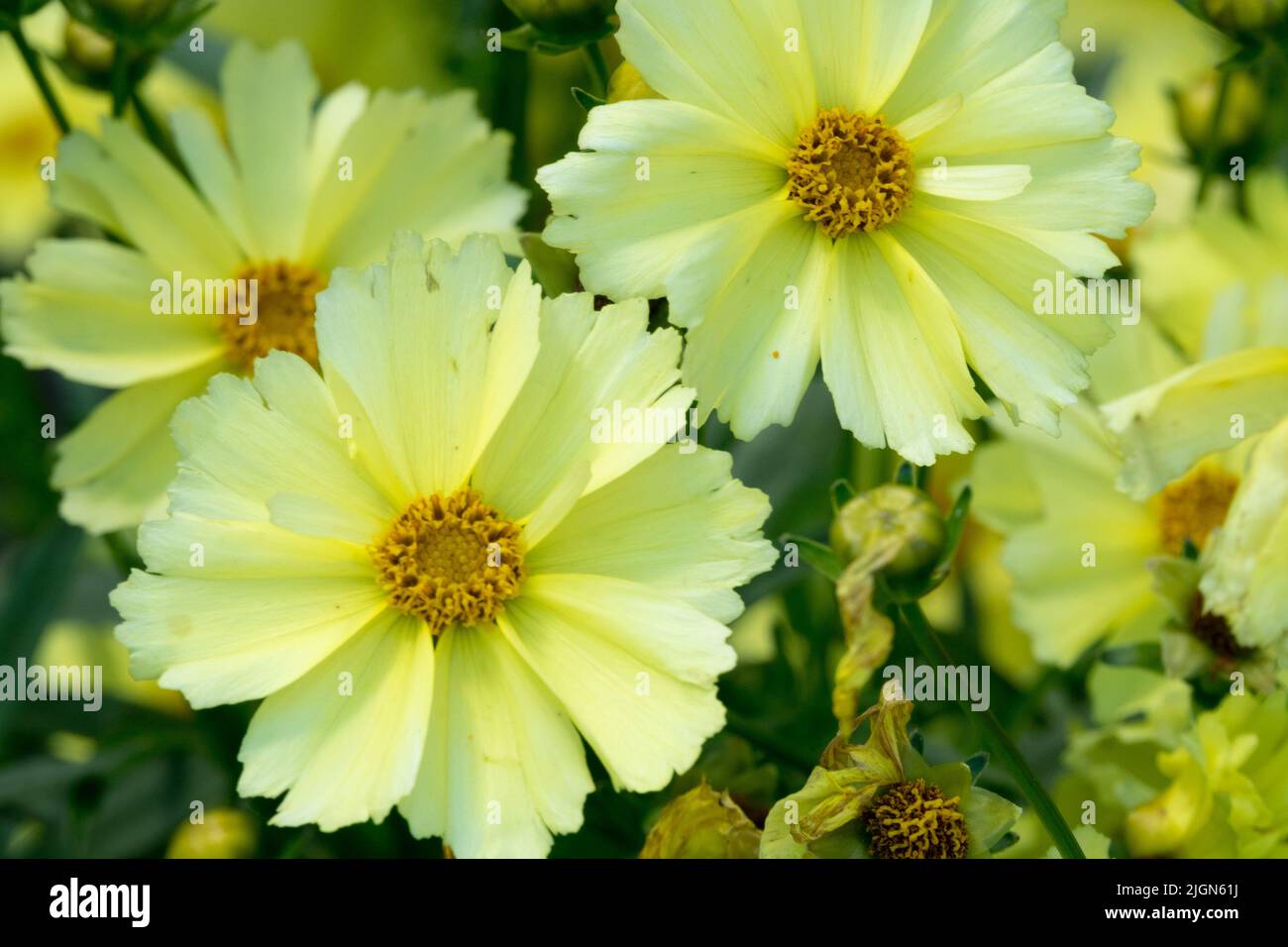 Moon flower hires stock photography and images Alamy