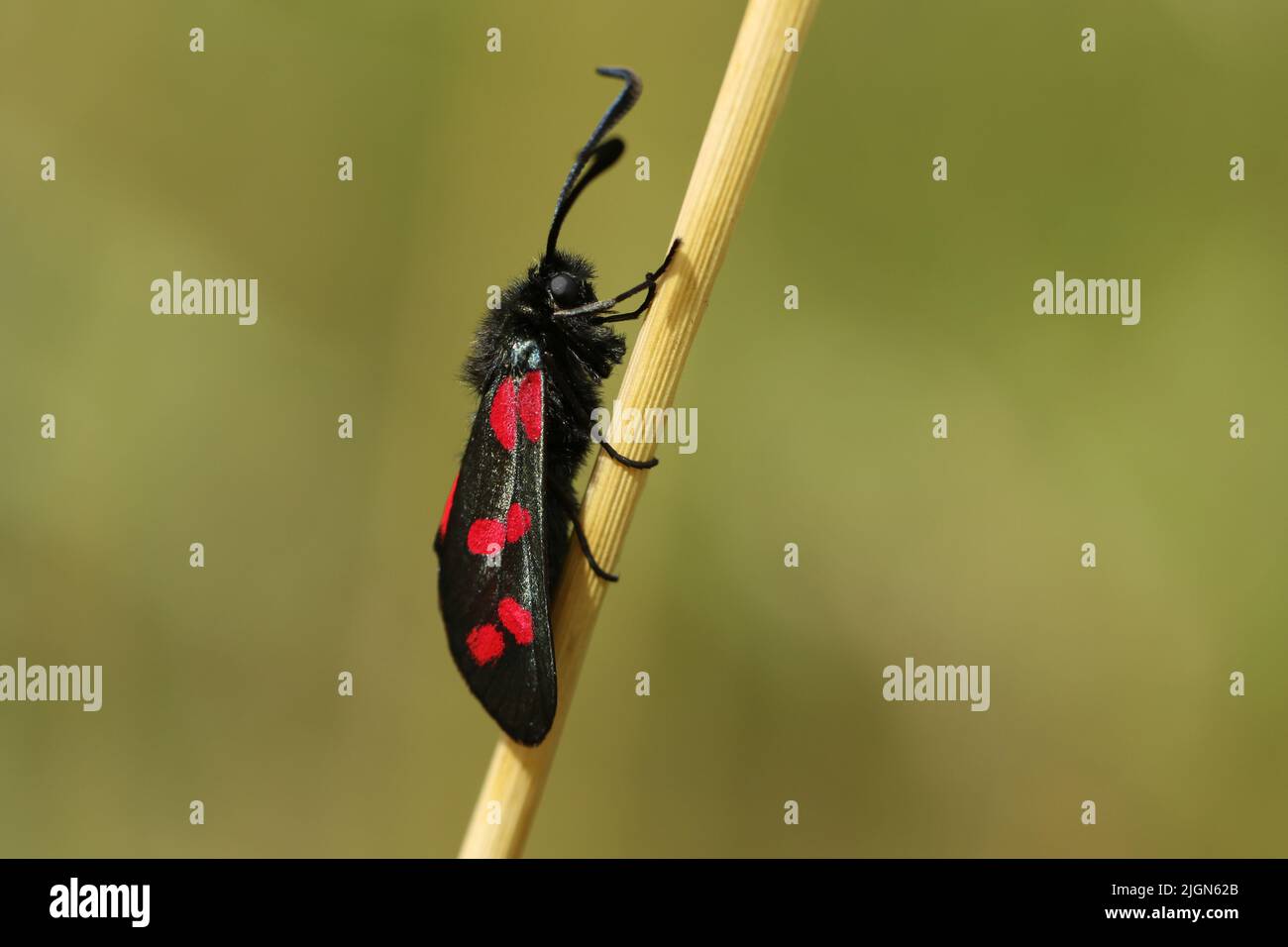 A Six-spot Burnet Moth, Zygaena filipendulae, resting on a blade of grass in a meadow. Stock Photo