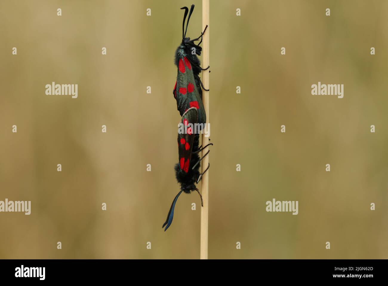 A mating pair of Six-spot Burnet Moth, Zygaena filipendulae, resting on a blade of grass in a meadow. Stock Photo