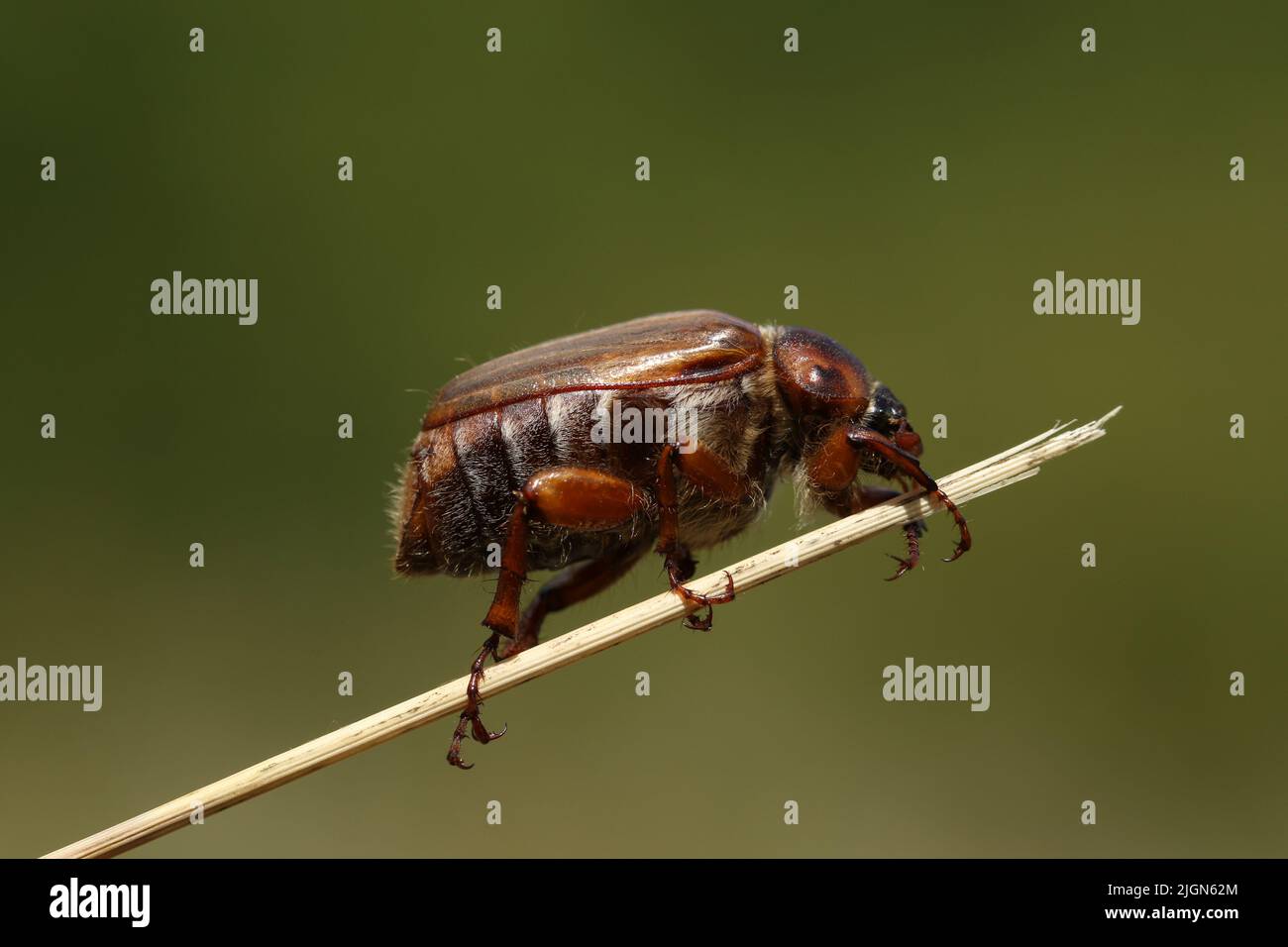 A Summer Chafer Beetle, Amphimallon solstitialis, climbing up a blade of grass in a meadow. Stock Photo