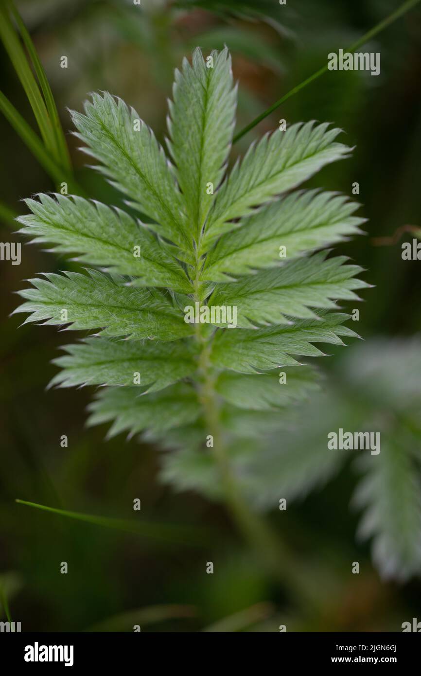 Common silverweed hi-res stock photography and images - Alamy