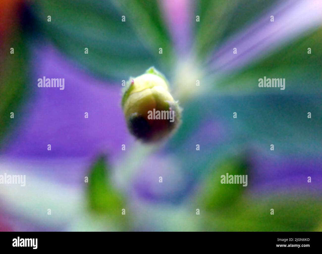 flower buds and closed flower in moody macro photo Stock Photo