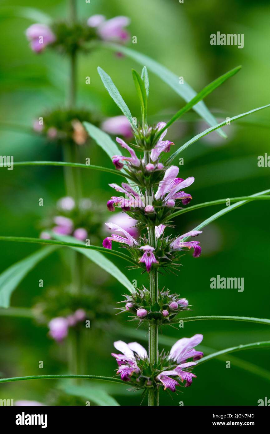 Siberian Motherwort, Leonurus sibiricus, Medical, Plant, Flower Stock Photo
