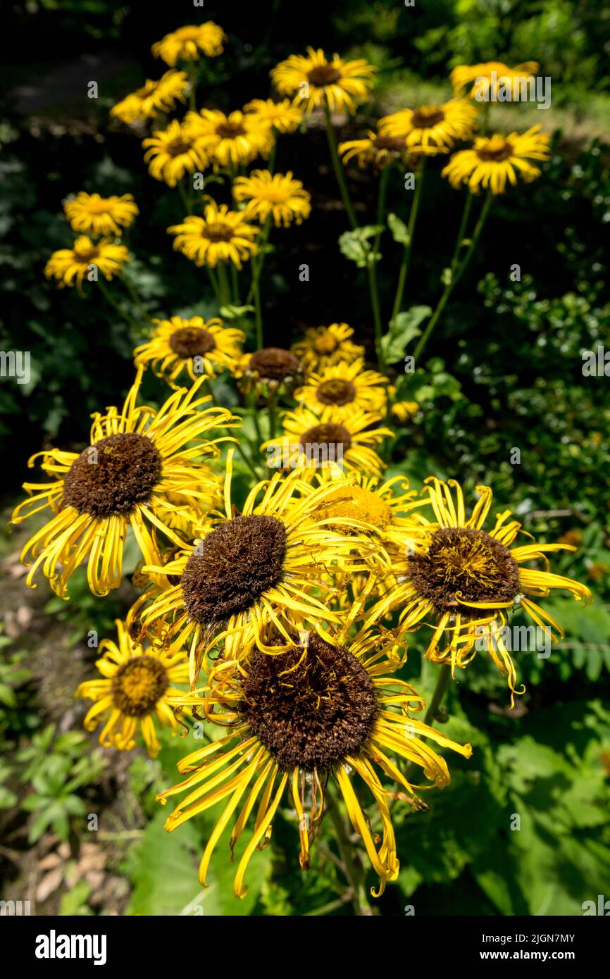 Heartleaf Oxeye, Telekia speciosa, Garden, Flower Yellow Telekia Stock Photo