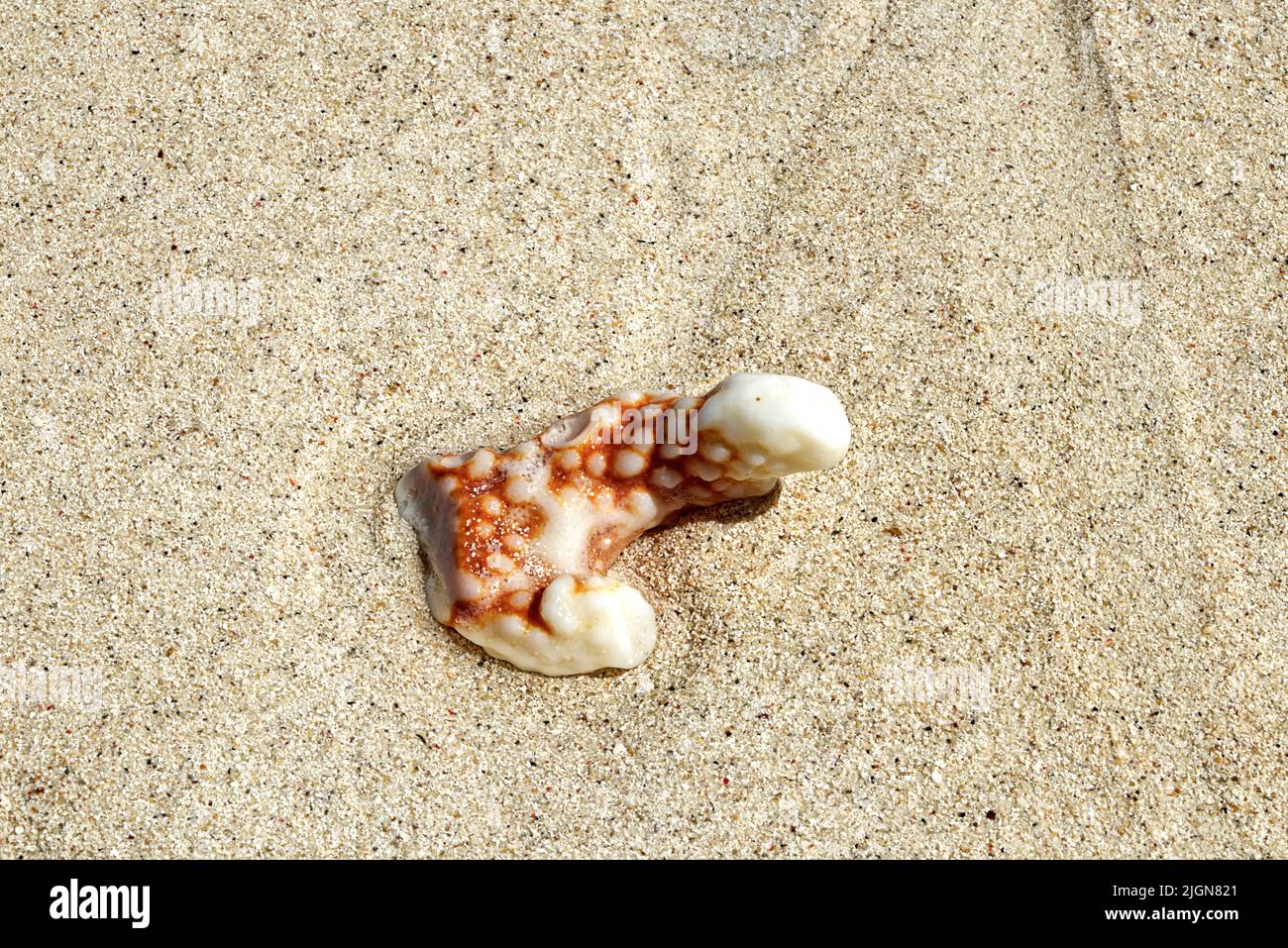 Madagascar beach photo session Stock Photo