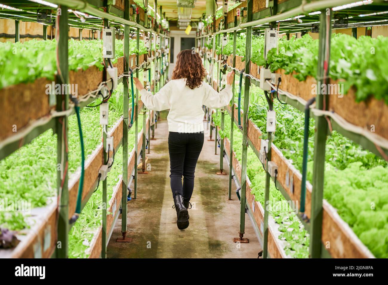 Back view of female person walking down aisle between shelves with leafy greens. Young woman strolling down agricultural greenhouse and looking at green leafy plants. Stock Photo