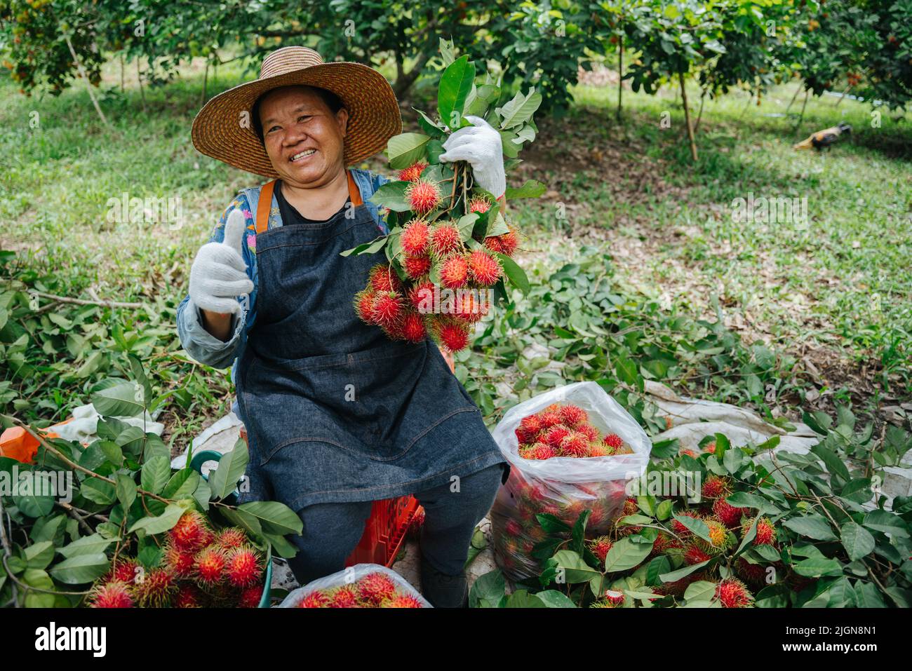 Asian farmer woman thumbs up and holding fresh rambutan at the rambutan ...