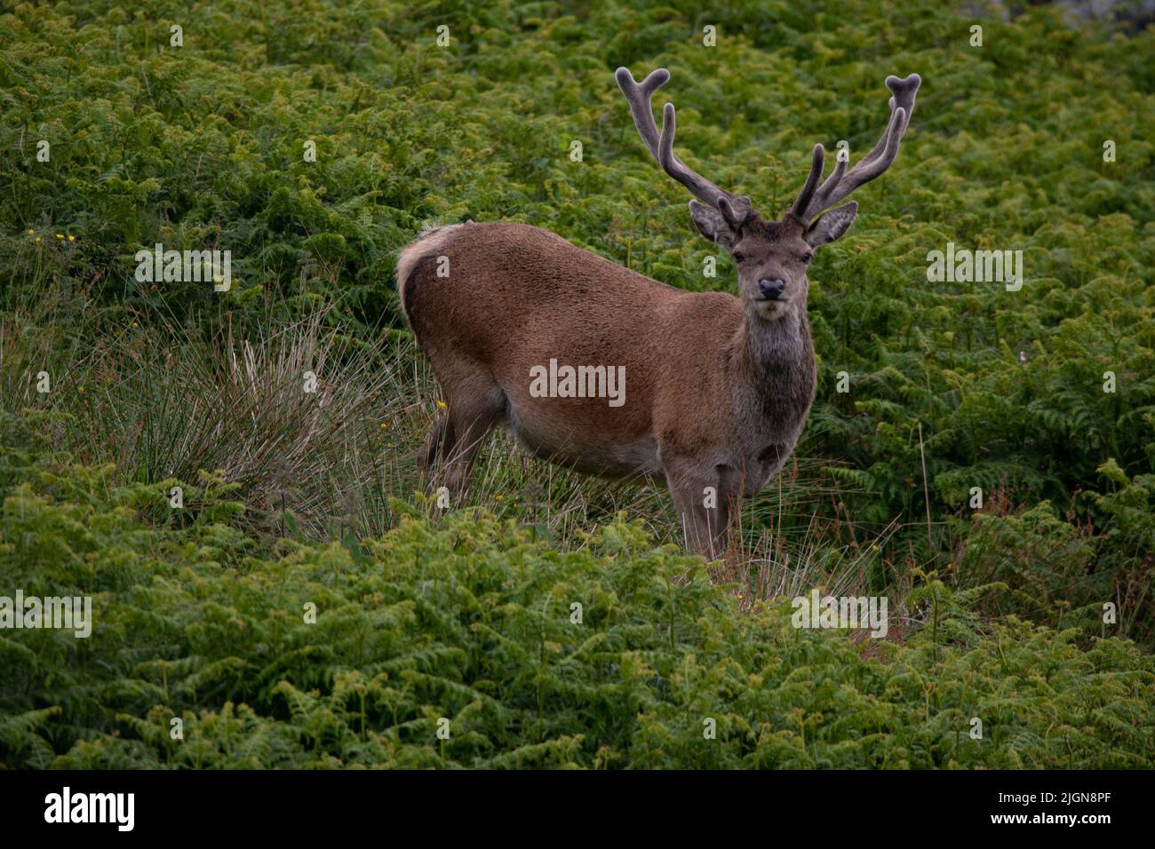 Red Deer (Cervus elaphus) stag or hind, South Uist (Uibhist a Deas) Stock Photo