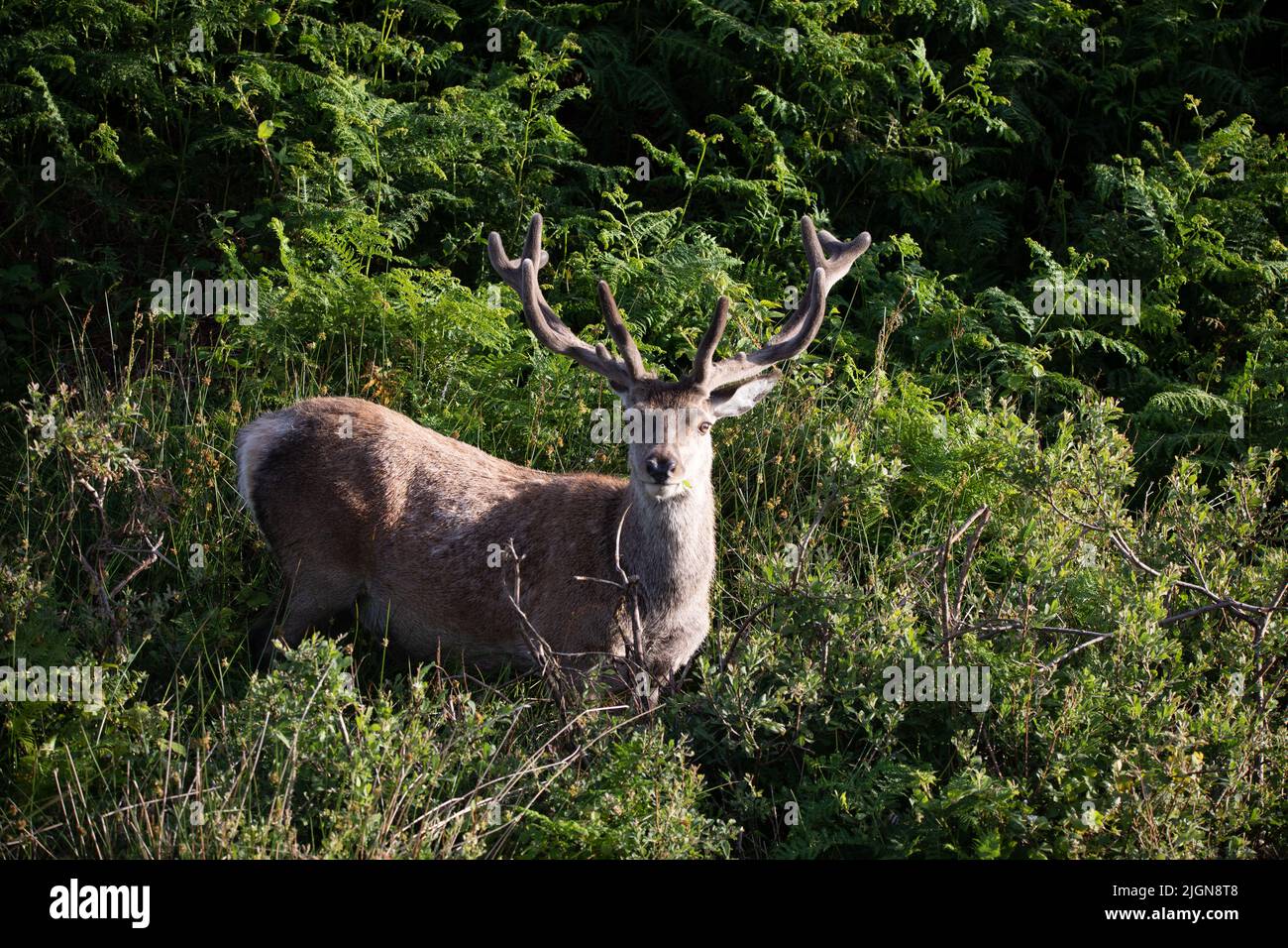 Red Deer (Cervus elaphus) stag or hind, South Uist (Uibhist a Deas) Stock Photo