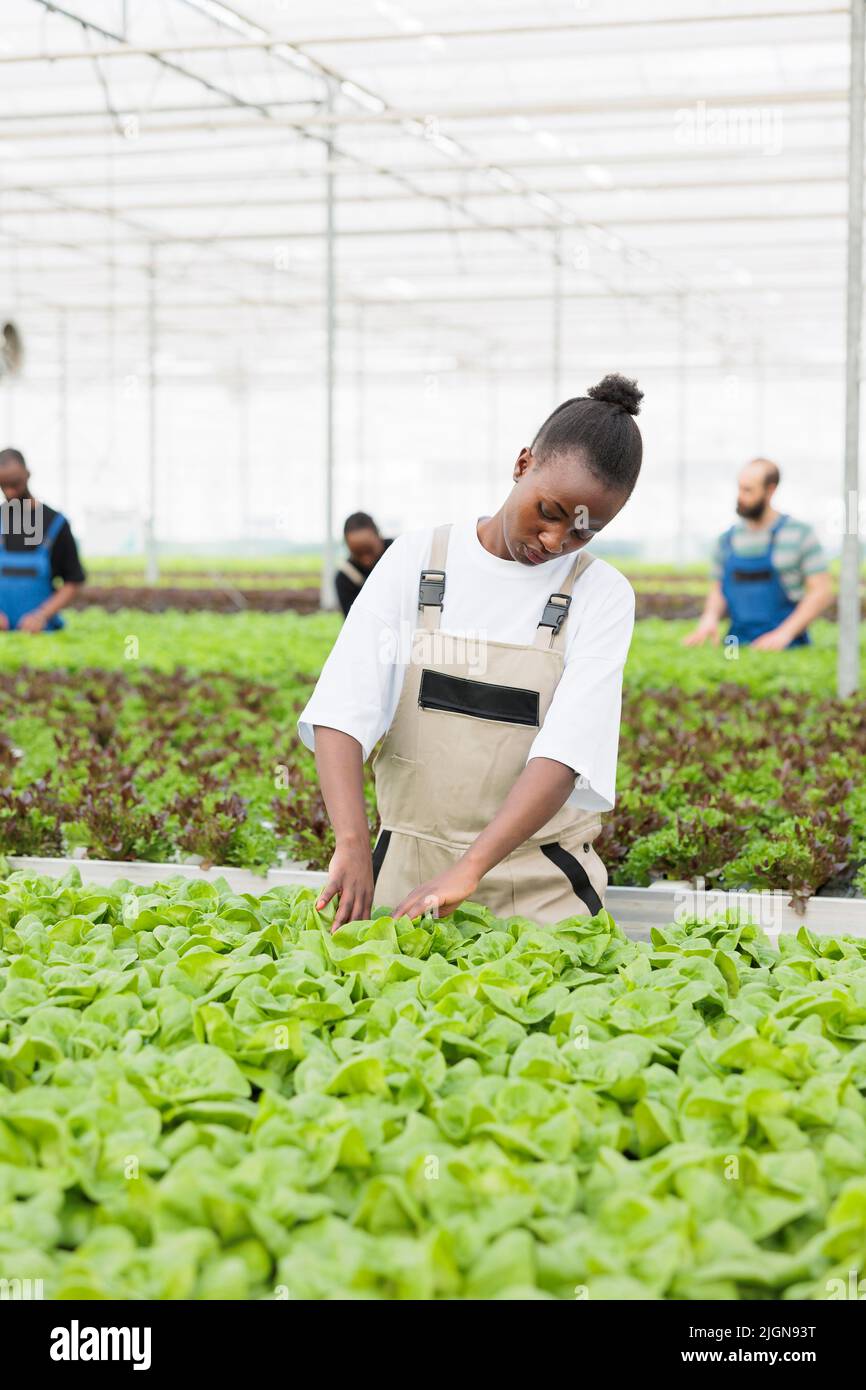 African american woman inspecting lettuce plants before harvesting ...
