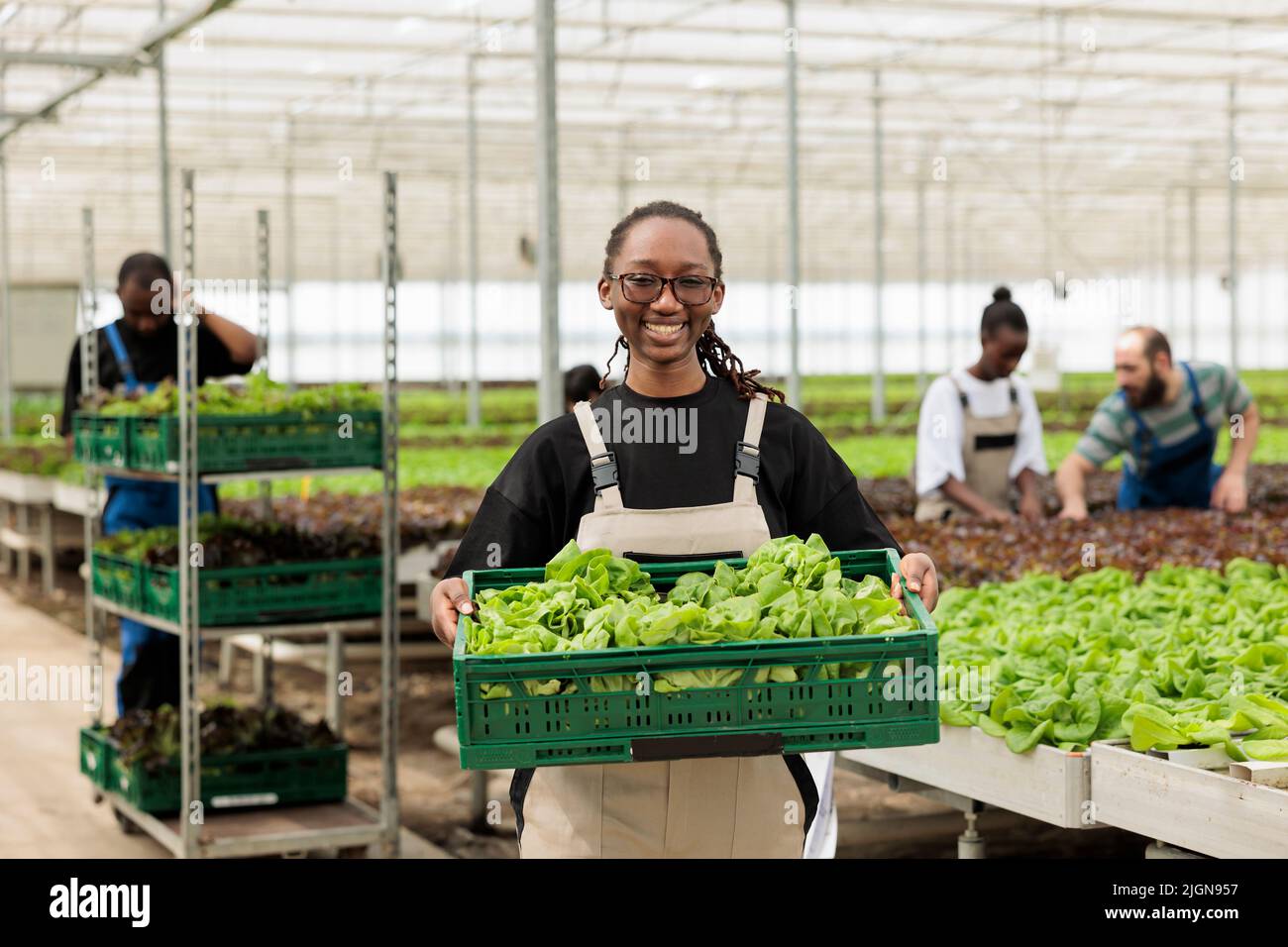 Portrait of greenhouse cultivator holding crate with bio lettuce grown
