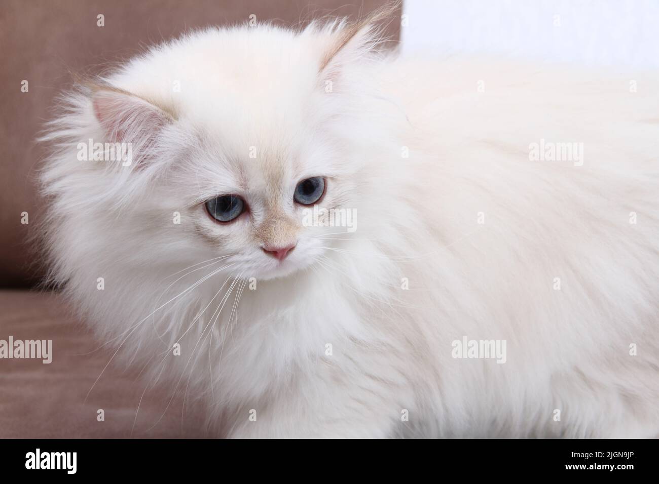 British longhair kitten of silver color on black background. Cute