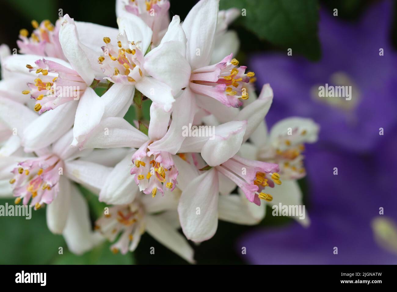 side close-up of the beautiful white pink flowers of a Deutzia 'Mont Rose' with its pretty yellow stamens against a green and blue blurred background Stock Photo