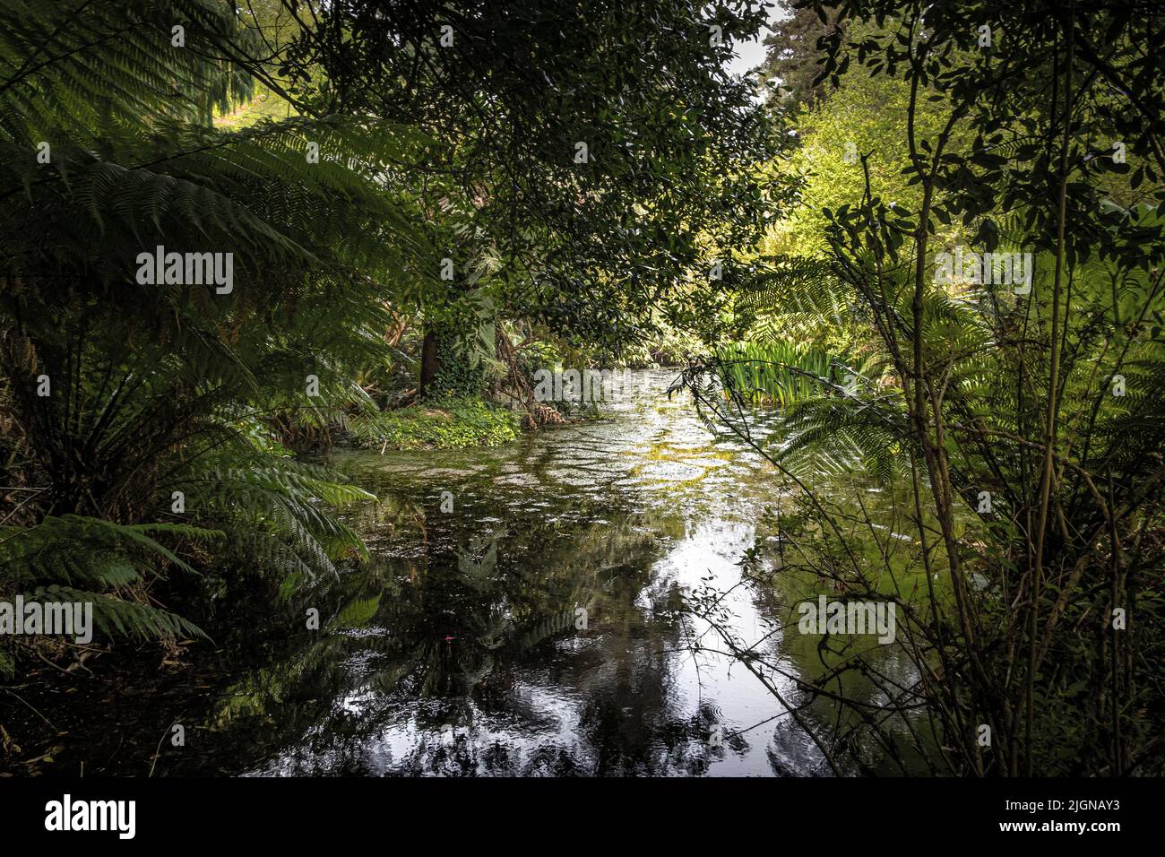 A small pond in the wild sub-tropical Penjjick Garden in Cornwall.  Penjerrick Garden is recognised as Cornwalls true jungle garden in England in the Stock Photo
