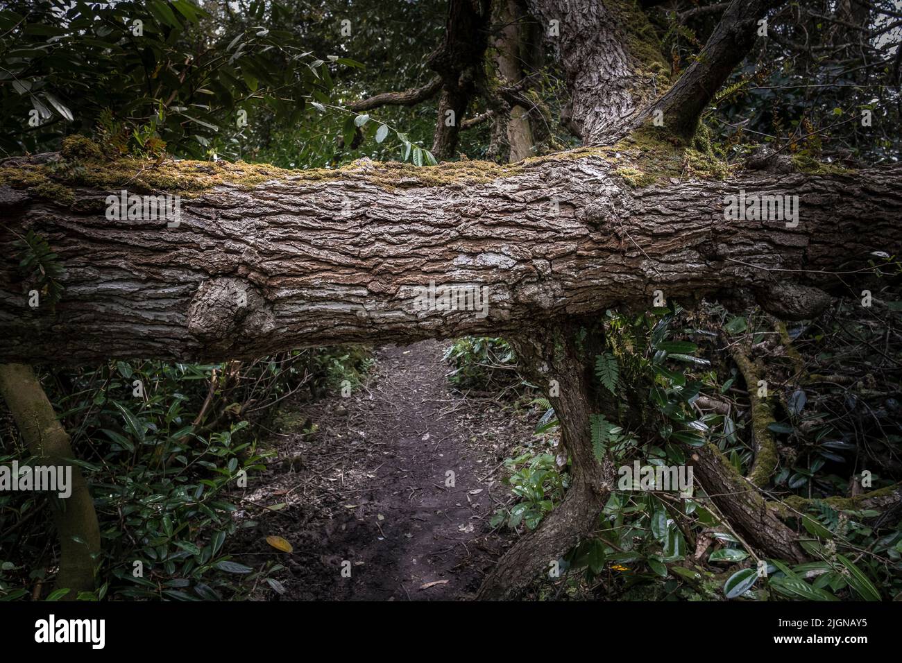 A tree fallen across a footpath in the wild sub-tropical Penjjick Garden in Cornwall.  Penjerrick Garden is recognised as Cornwalls true jungle garden Stock Photo