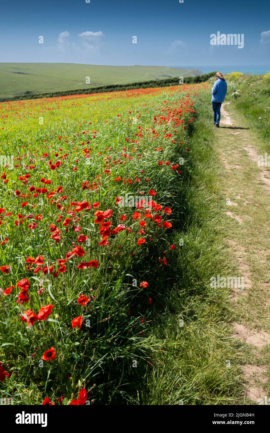 A visitor looking at the spectacular beautiful poppy fields on West Pentire in Newquay in Cornwall in the UK. Stock Photo