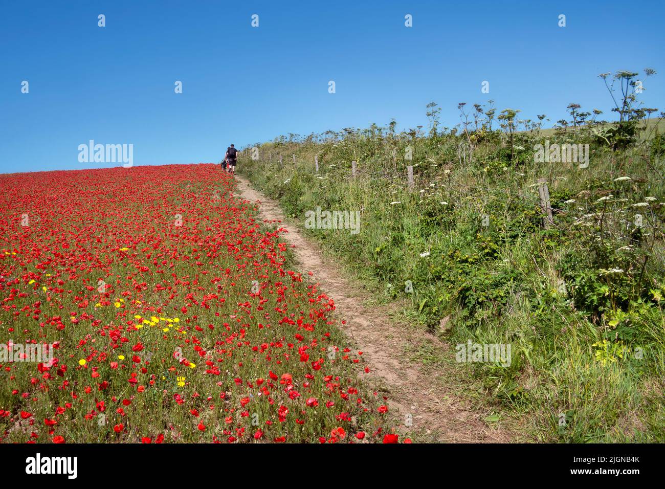 Holidaymakers walking along the edge of a spectacular beautiful poppy field on West Pentire in Newquay in Cornwall in the UK. Stock Photo