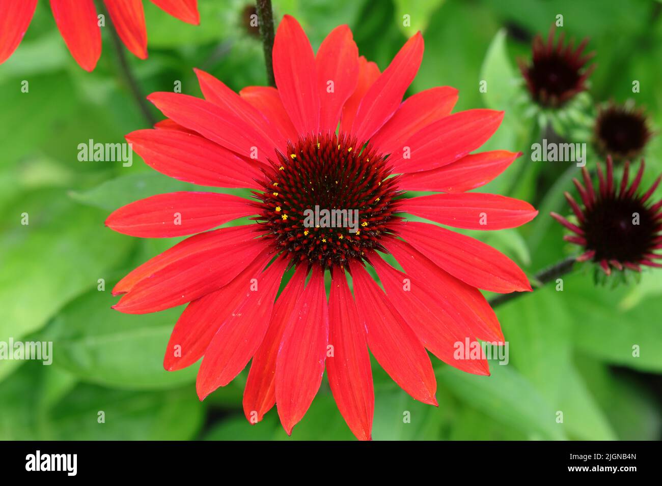 close-up of a fresh red echinacea purpurea flower, view from above Stock Photo