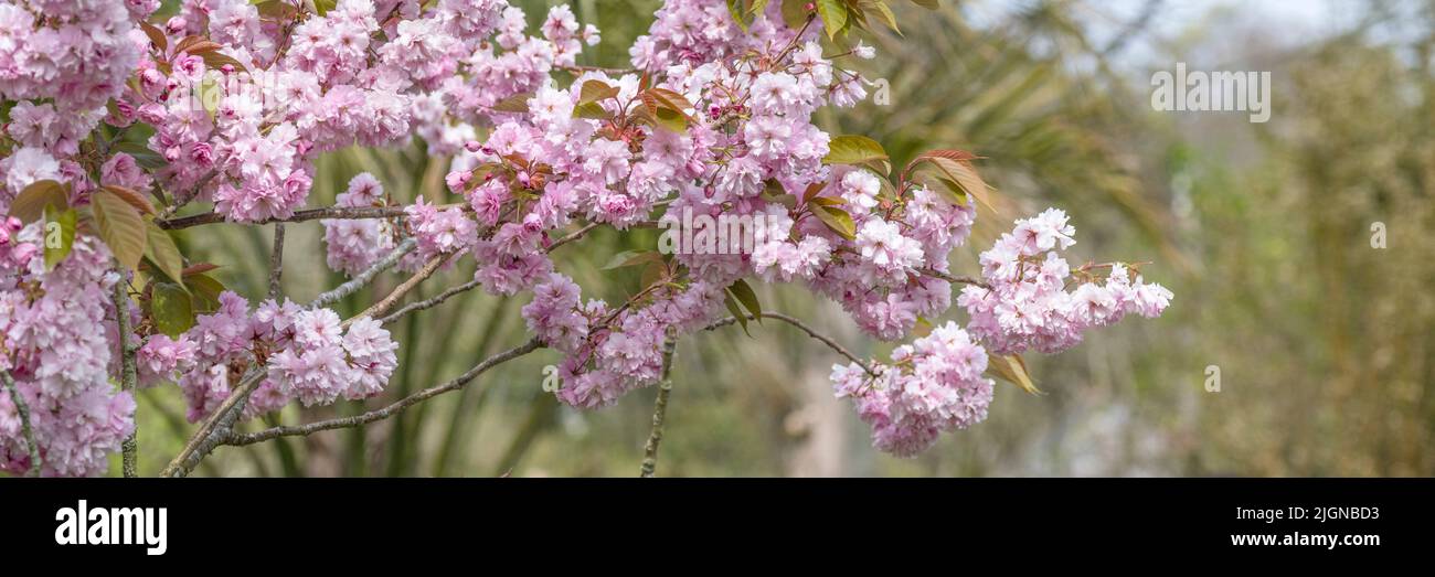 A panoramic image of fluffy pink cherry blossom flowers on branches on the tree in Newquay in Cornwall in the UK. Stock Photo