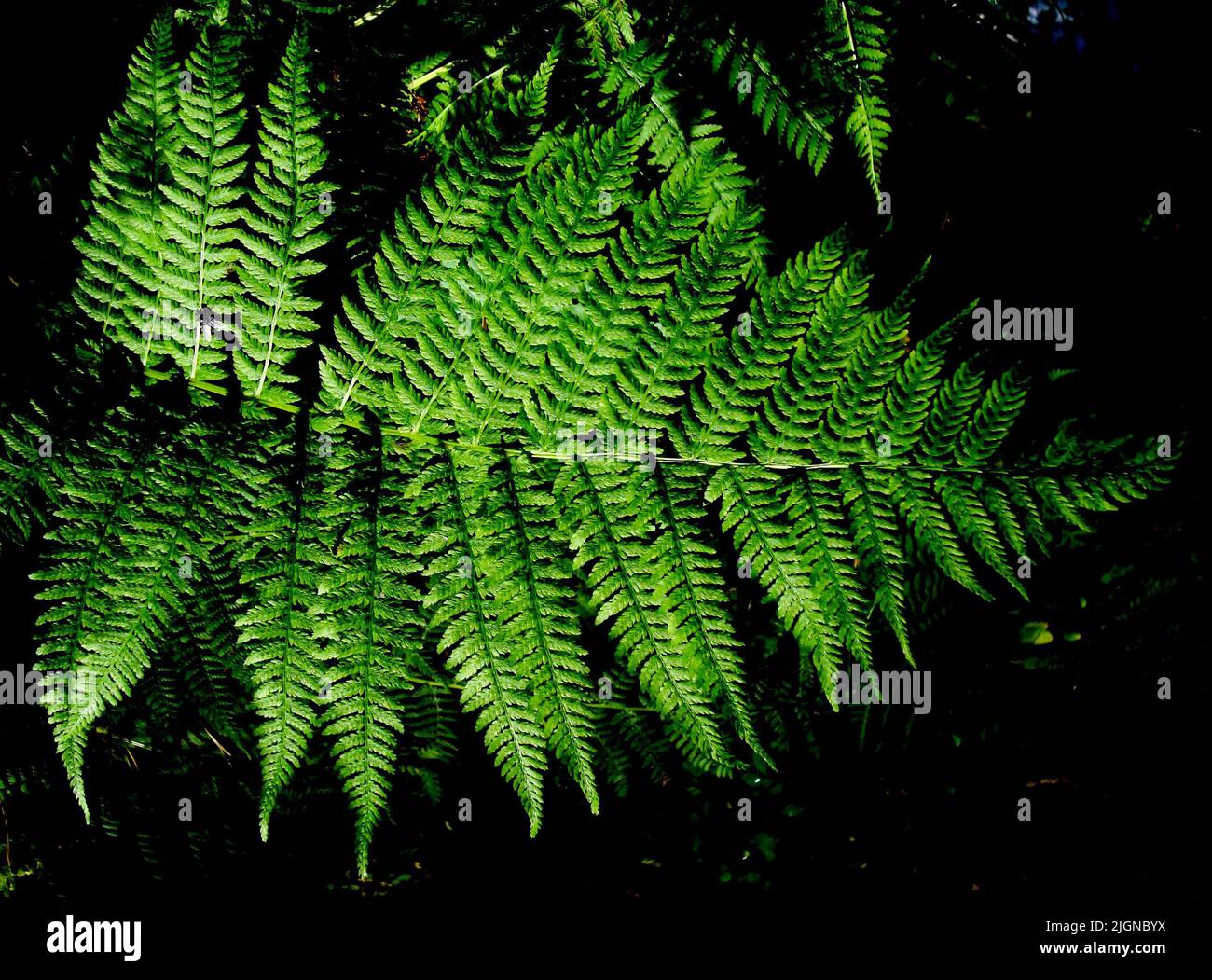 A pteridophyte is a vascular plant (with xylem and phloem) that disperses spores. Stock Photo