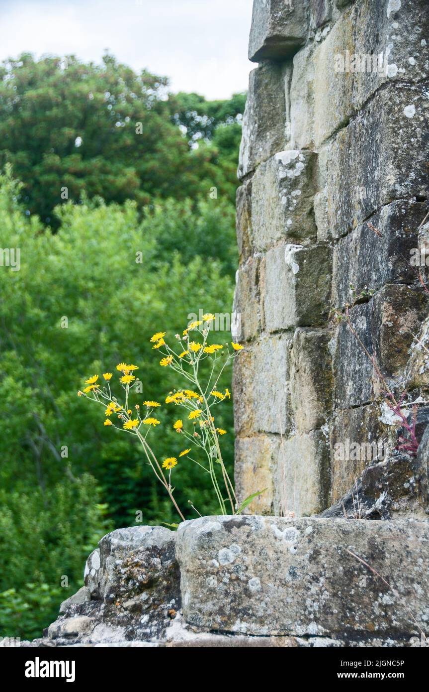 Around the UK - Mulgrave Castle, Lythe, near Whitby, North Yorkshire, Stock Photo
