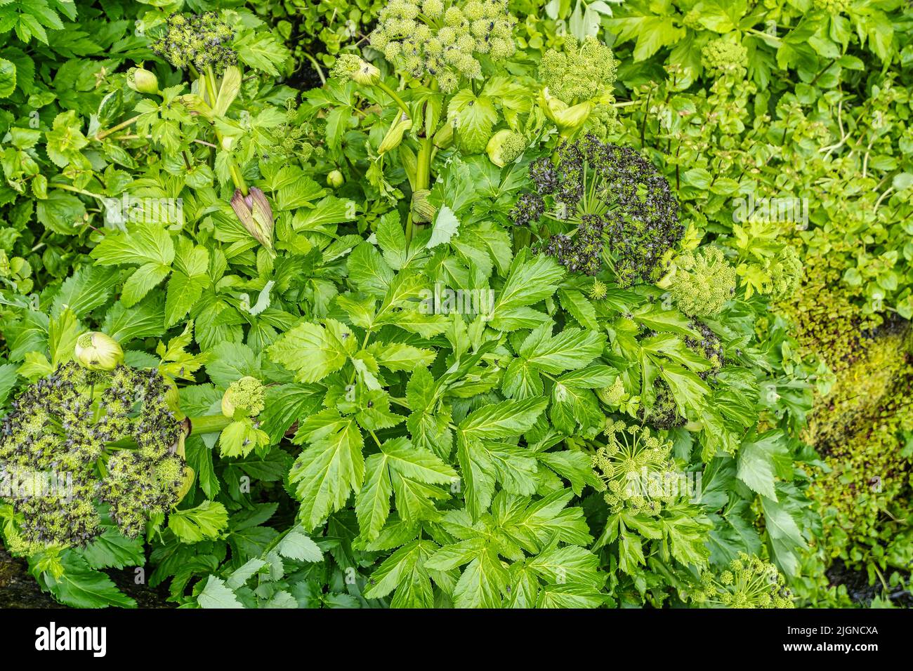 Angelica growing in the gorge of Gjogv in the Faroe Islands Stock Photo