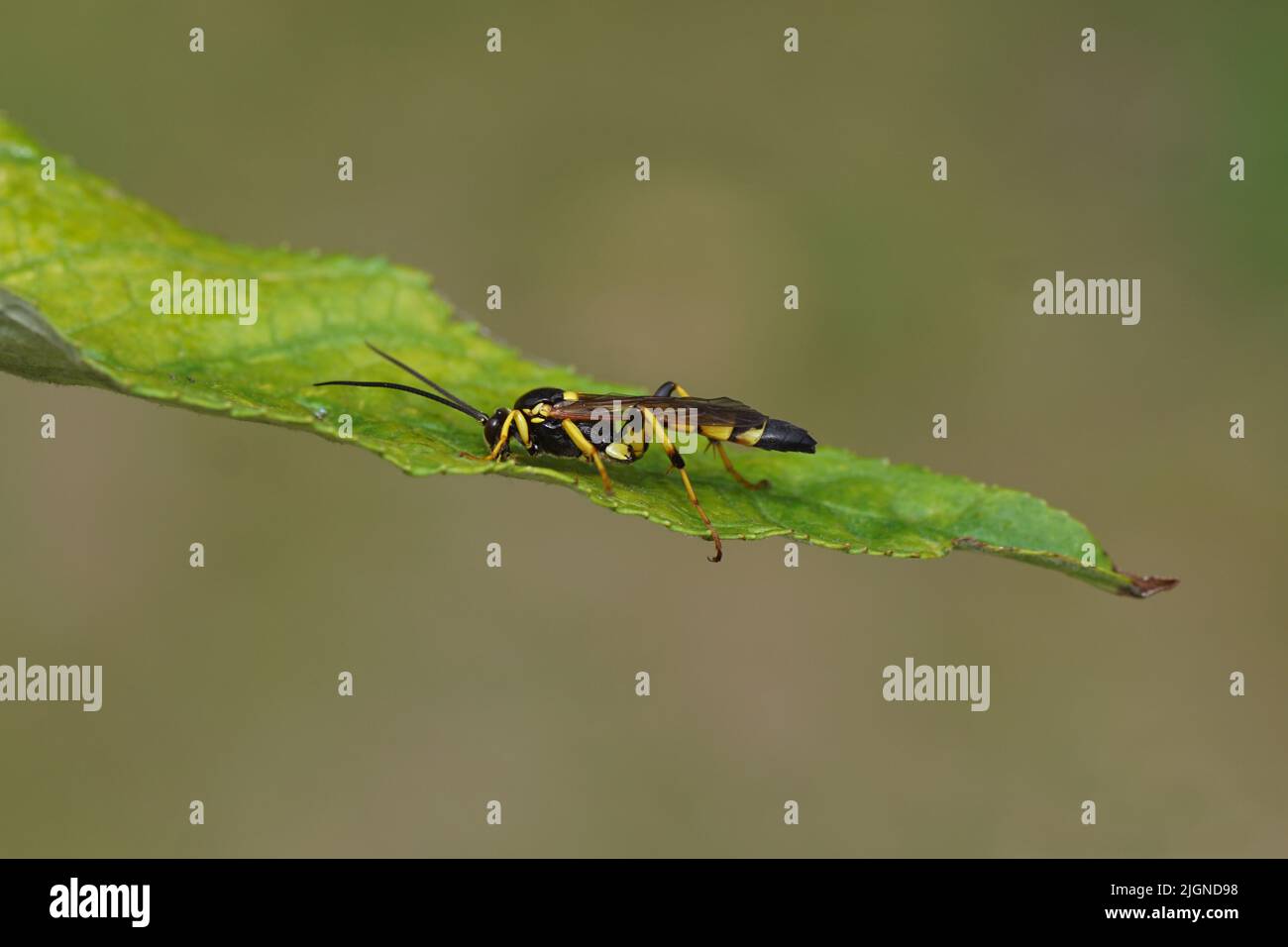 Close up male parasitic wasp Ichneumon xanthorius family ichneumon wasps or ichneumonids (Ichneumonidae) on a leaf. Dutch garden. Stock Photo