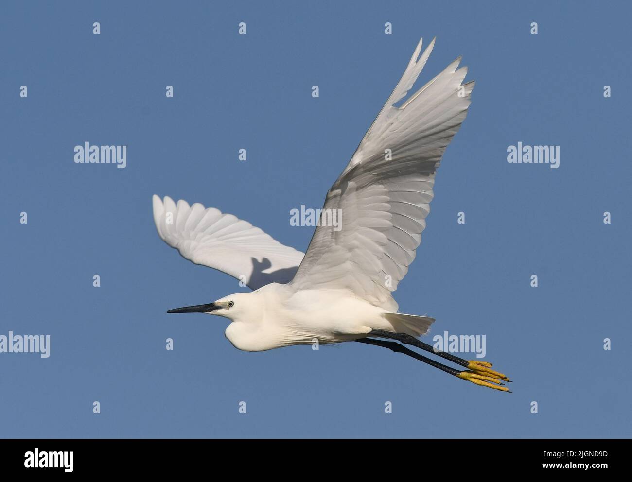 Little egret flying Stock Photo
