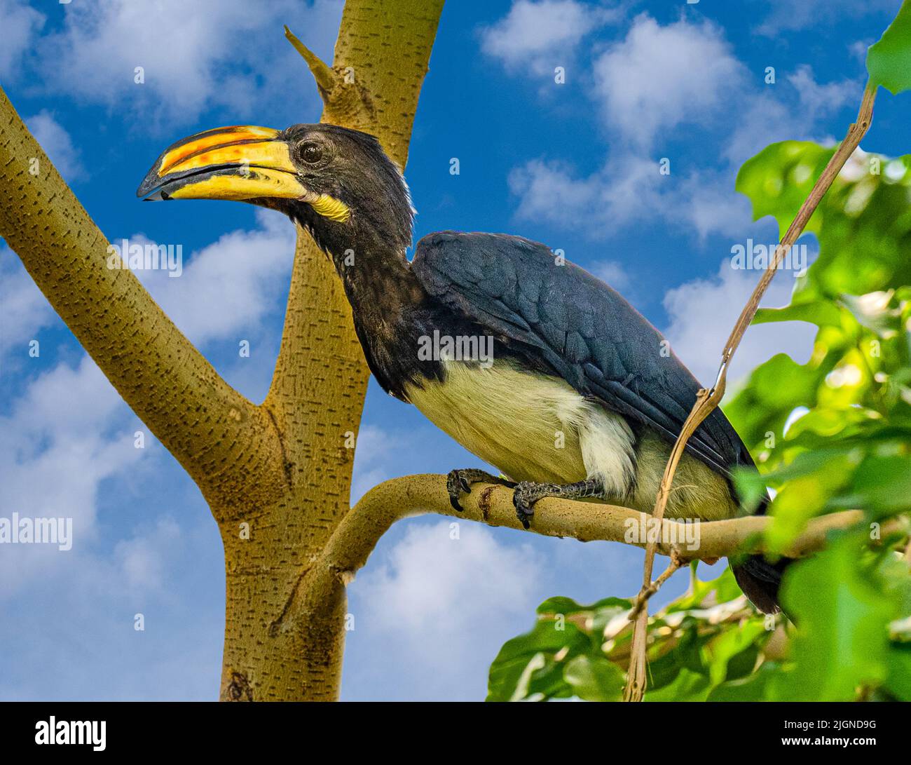 African Pied Hornbill (Tockus fasciatus) adult, perched in tree. Lives in Gambia, Uganda and northern Angola. This is a bird of mainly forest habitats Stock Photo