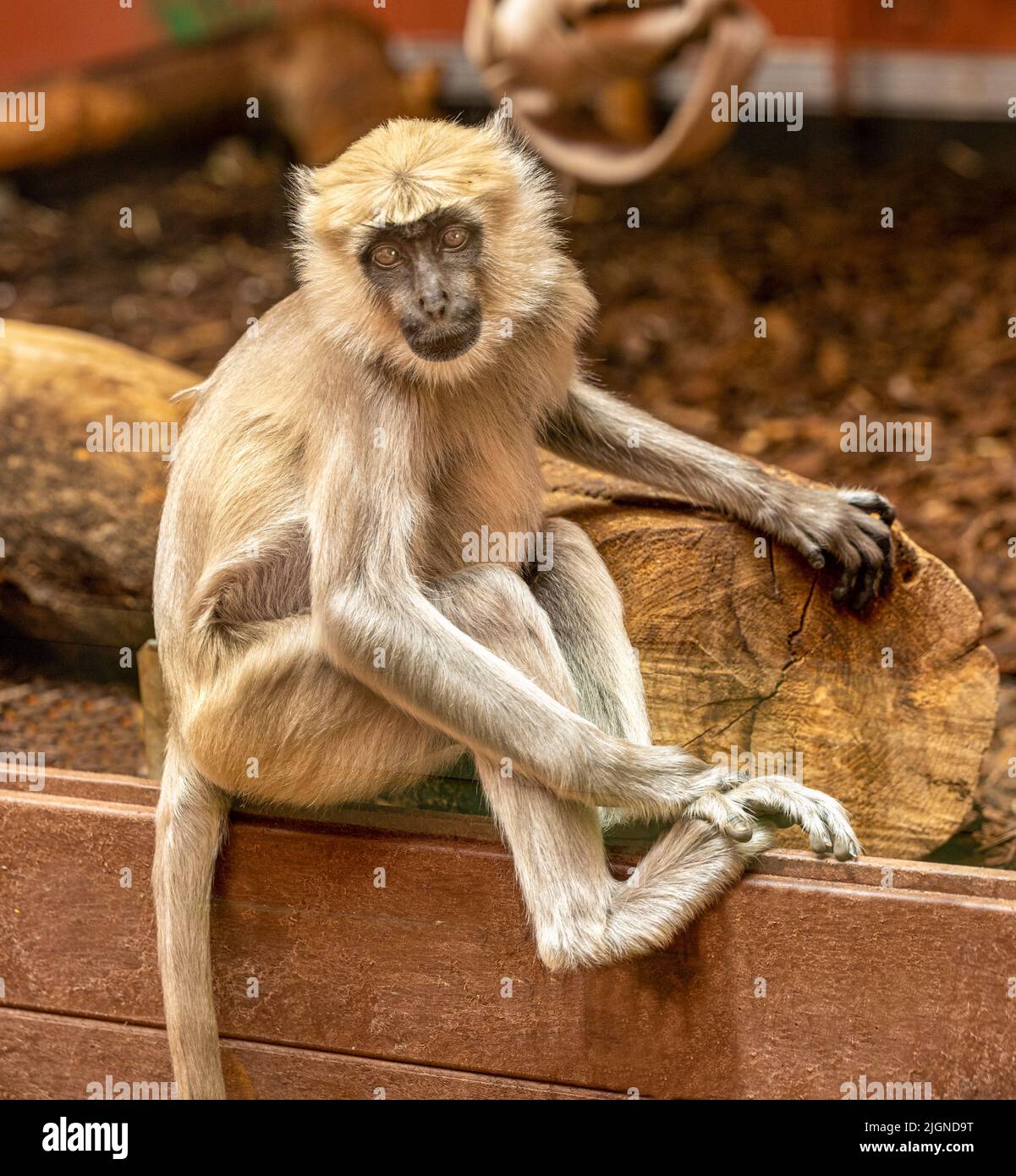 Gray langurs or Hanuman langurs, the most widespread langurs of South Asia, are a group of Old World monkeys constituting the entirety of the genus Se Stock Photo