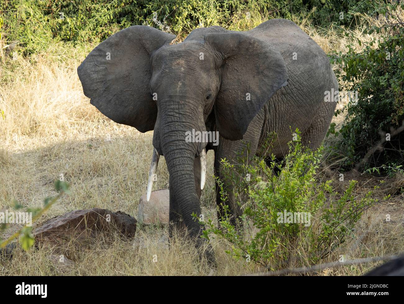 Elephants regularly flap their ears as part of their thermoregulation