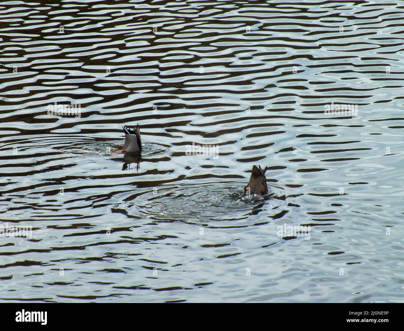 Duck Diving Upside Down and Tail in Air, Legs and tail stick out of the water, Wild ducks swim in a lake, Heads under the water, Wavy water texture Stock Photo